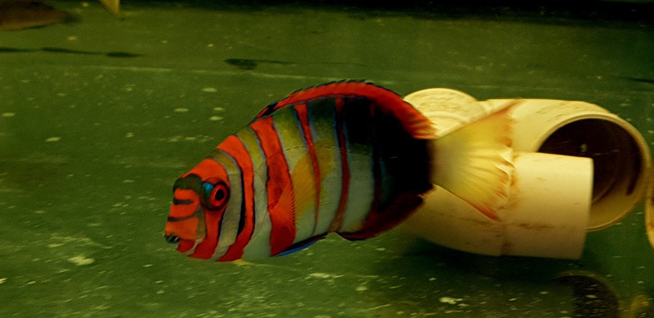 Veaha Fish Livestock